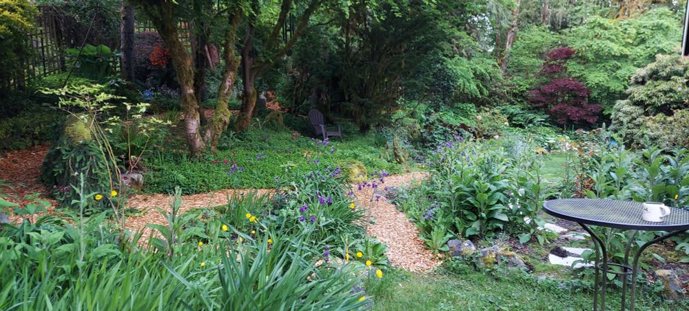 A spring garden with wood chip paths.