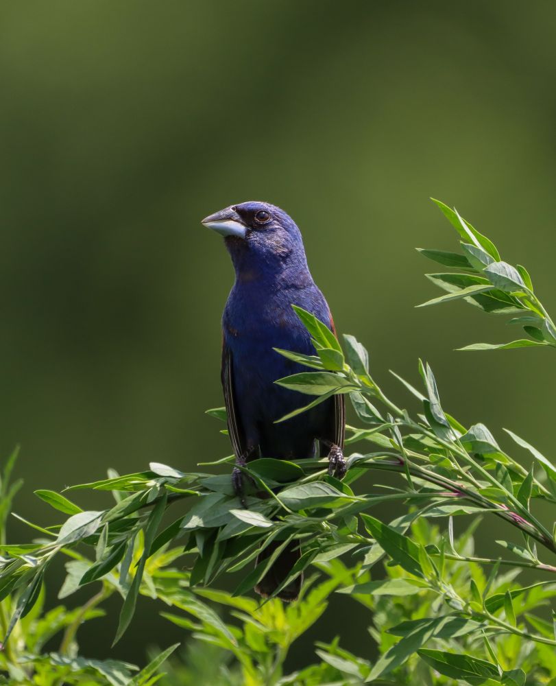 A bird with a conical bill is perched on a leafy green branch. He is blue with a rust color on his wings, and black bill and eyes.