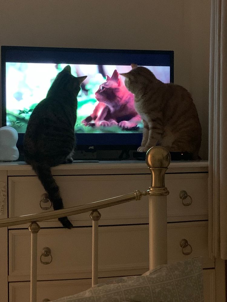 Two cats sit in front of a screen showing the cat from the Switch game Stray
