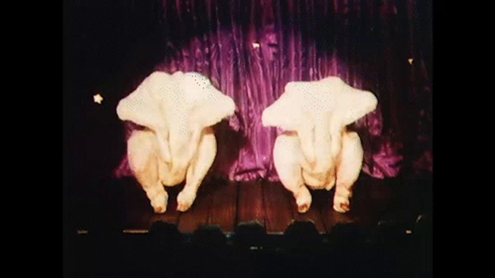 two chickens on a stage in front of purple curtains