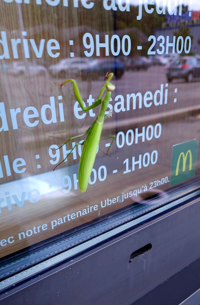 Mante religieuse entrain de grimper sur la vitre d'entrée d'un Mc Donald's