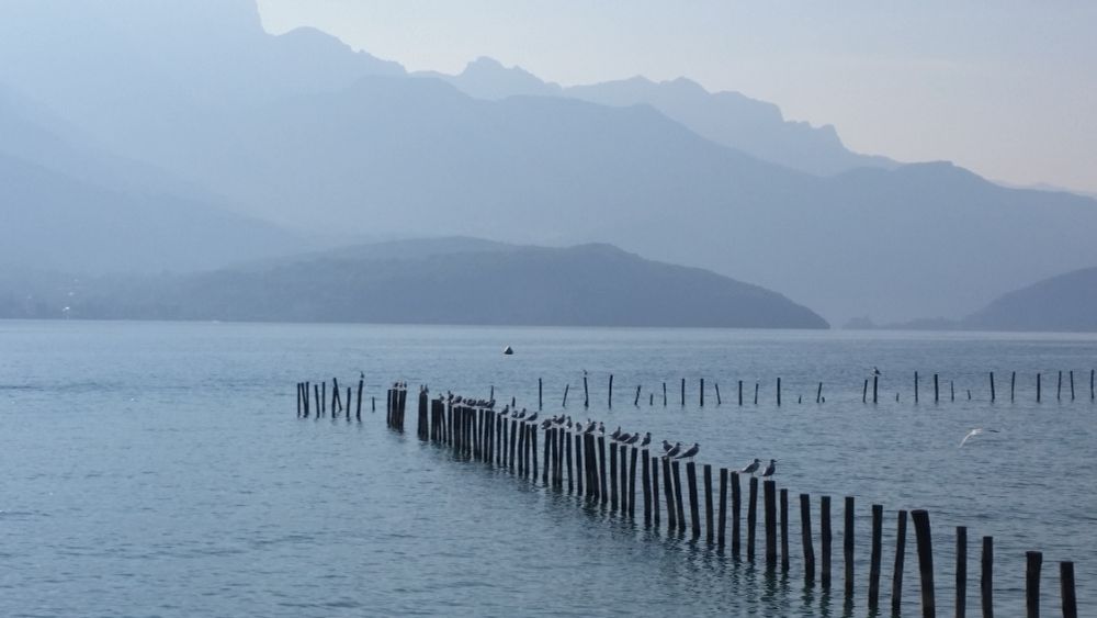 📸 Août 2018

Perspective de mouettes sur le lac d'Annecy 