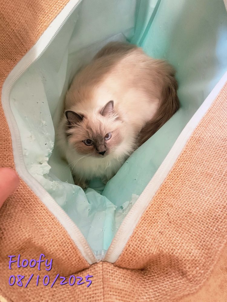 Floofy 