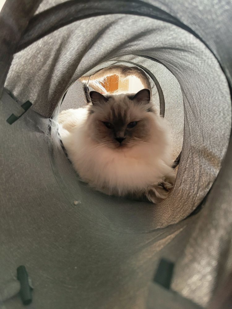 Floofy cat in a tunnel 