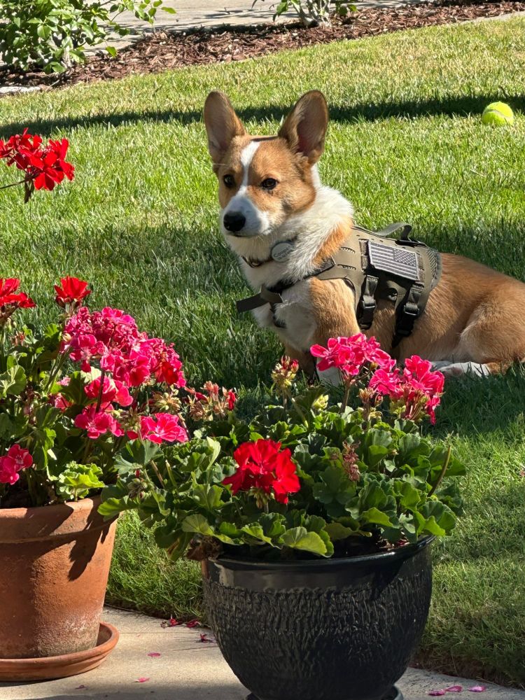 Corgi sitting in a yard with some red flowers 