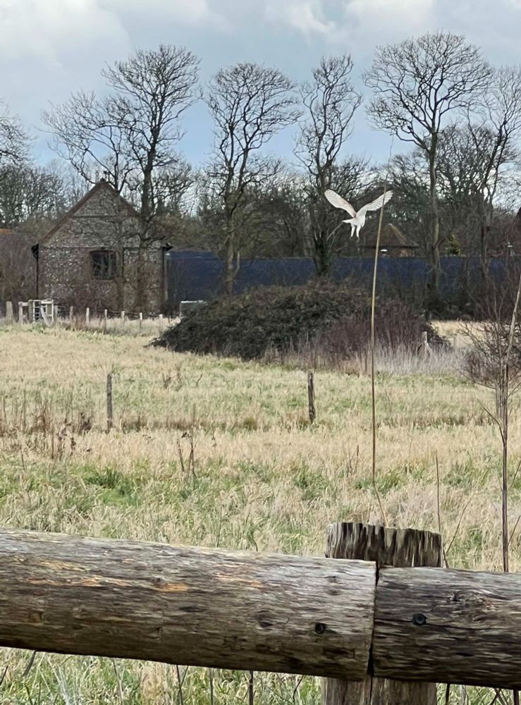 Photo of a barn owl just about to dive down