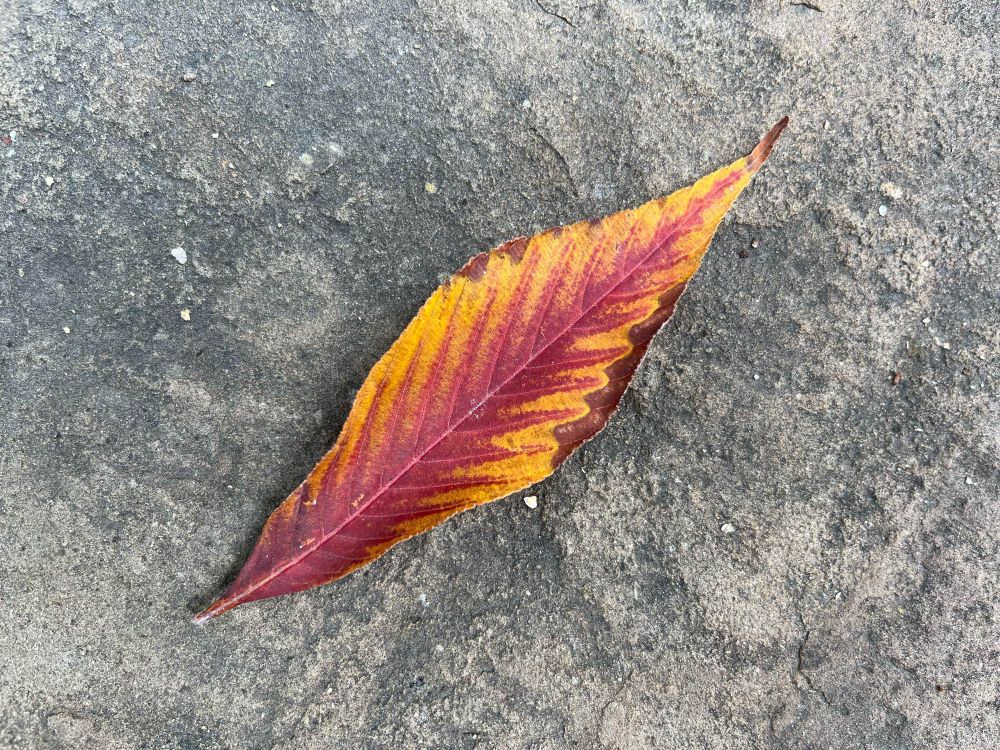 A fallen leaf in red, yellow, and brown autumn colors on a stone surface.