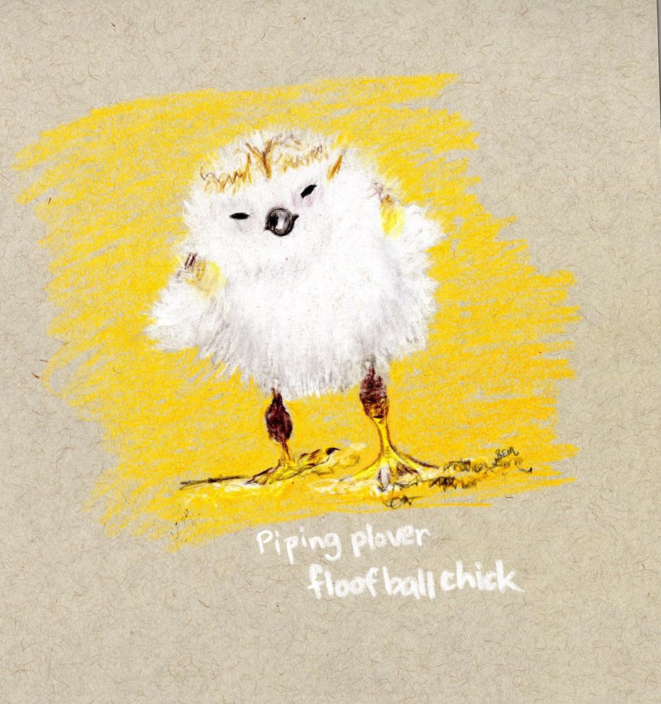A very fluffy piping clover, chick walks along the sand. He is covered in white and gray fluff.