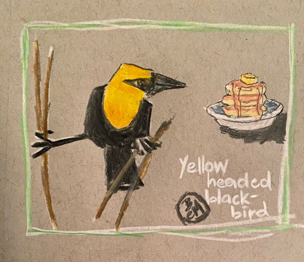 Colored pencil drawing of a yellow-headed blackbird grasping reeds with its feet. Its body it black. Its head and neck are golden yellow. Its beak and part of its face are black. To the right a black wing reaches in from out of the picture holding a plate with three stacked pancakes on it, with a pat of butter on too and syrup running down the sides.