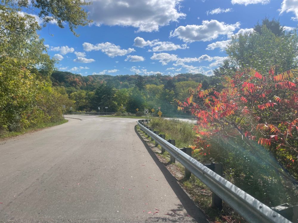 A road winds down and has two forks. There are plants.