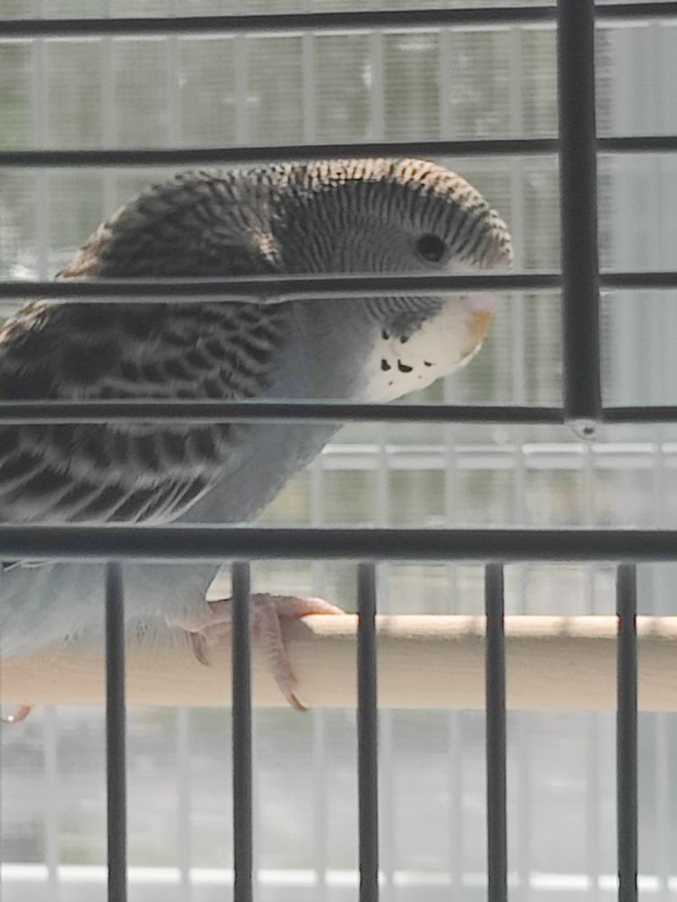 A juvenile, female mauve budgerigar sitting on a natural wood perch, in front of a window. 