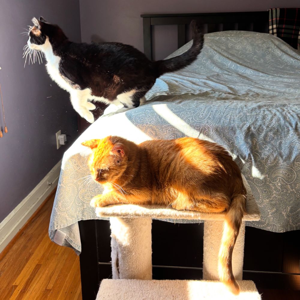 orange cat in the foreground sitting on pet stairs with a tuxedo cat in the background about to leap off a bed