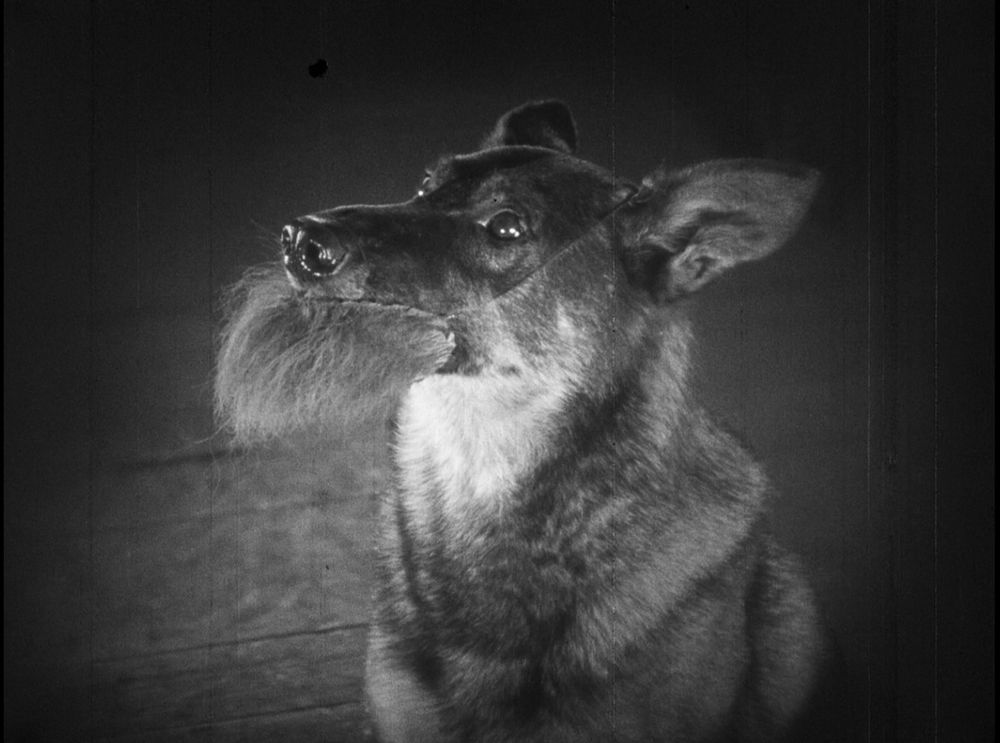 A screencap from "The Clash of the Wolves". It looks an awful lot like the famous wolfdog Lobo...but Lobo doesn't have a beard, so it's obviously some other dog.