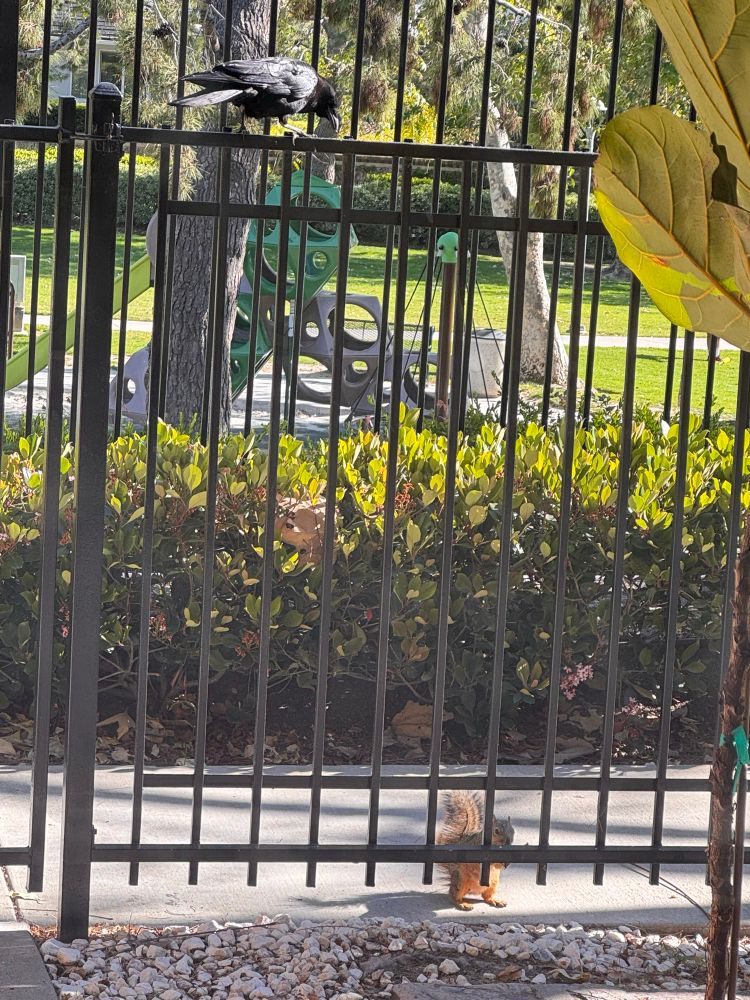 Black fence there’s a large crow sitting on the top and a squirrel at the bottom, eating nuts while the crow looks at him. Obviously the crow is deciding to let this one go crows name is Philip by the way, and the squirrel is of course Alvin I know it’s wrong. Don’t go there.