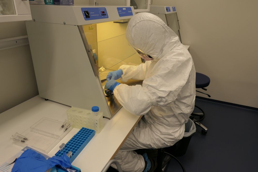 Working with mammoth samples in the lab