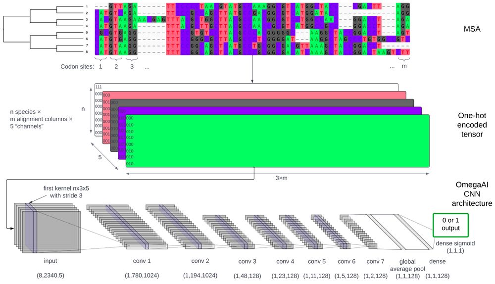 Convolutional neural networks can improve accuracy and robustness in detecting positive selection in coding sequences, particularly in the presence of alignment errors, compared to traditional statistical methods. Trained on simulated data, the model performs well across varying levels of sequence divergence and offers faster inference.