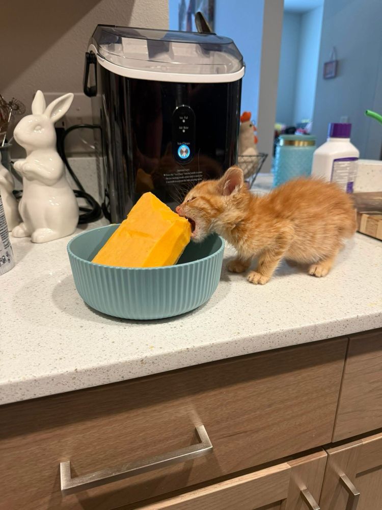 A scruffy orange kitten fiercely biting into a massive block of cheese that’s sitting in a blue bowl on a kitchen counter. The kitten looks determined and unbothered by the cheese-to-mouth size mismatch. In the background, there’s a white ceramic bunny and a black ice maker. Hard relate — sometimes you just need to attack the cheese.