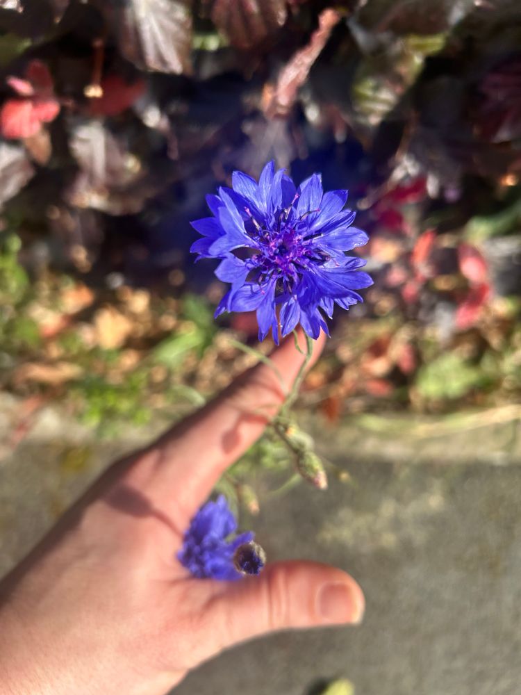 A person holds a bright blue cornflower between their fingers. The background is slightly blurred, showing a mix of dark red and green foliage and a pavement edge. The flower is in focus, standing out against the softer, sunlit surroundings.