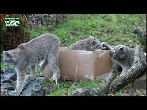 Canadian Lynx and a Cardboard Box Northumberland Zoo