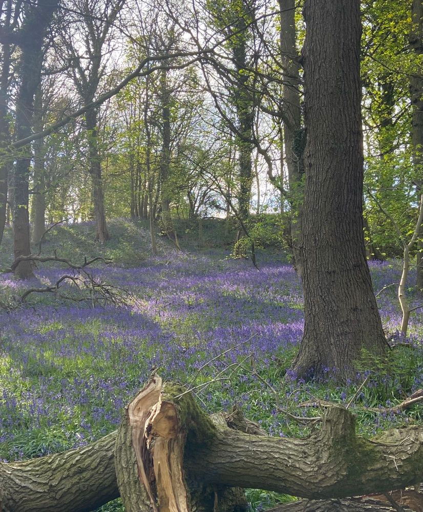 Bluebells in woodland