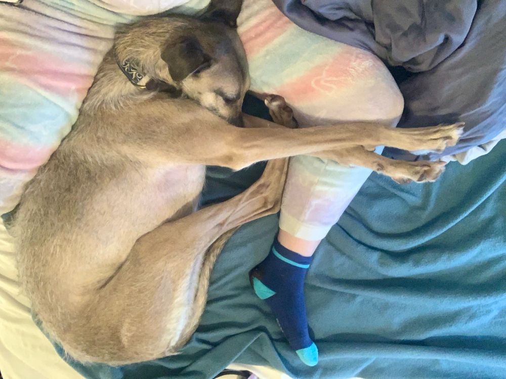 Longdog teddy cuddled amongst my leg