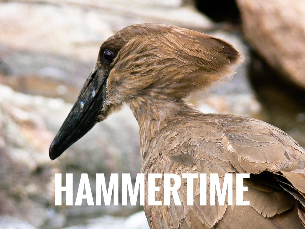 Vogel met een langwerpige snavel, bruine veren, en een bijzondere kopvorm. Op de voorgrond staat in grote witte letters de tekst: HAMMERTIME. De vogel op de foto lijkt op een hamerkop, een vogelsoort die zijn naam te danken heeft aan de vorm van zijn kop en snavel die op een hamer lijkt. Op de achtergrond zijn vage rotsen zichtbaar.