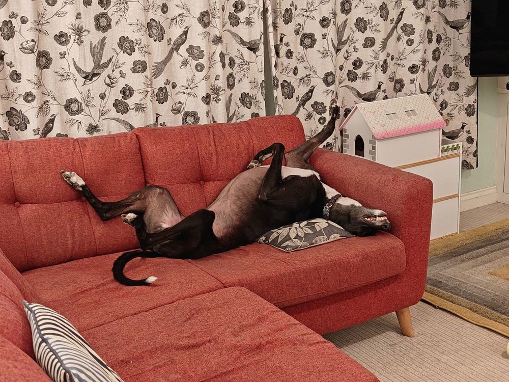 A black greyhound on its back, legs splayed in every direction. No eyes visible, only teeth.