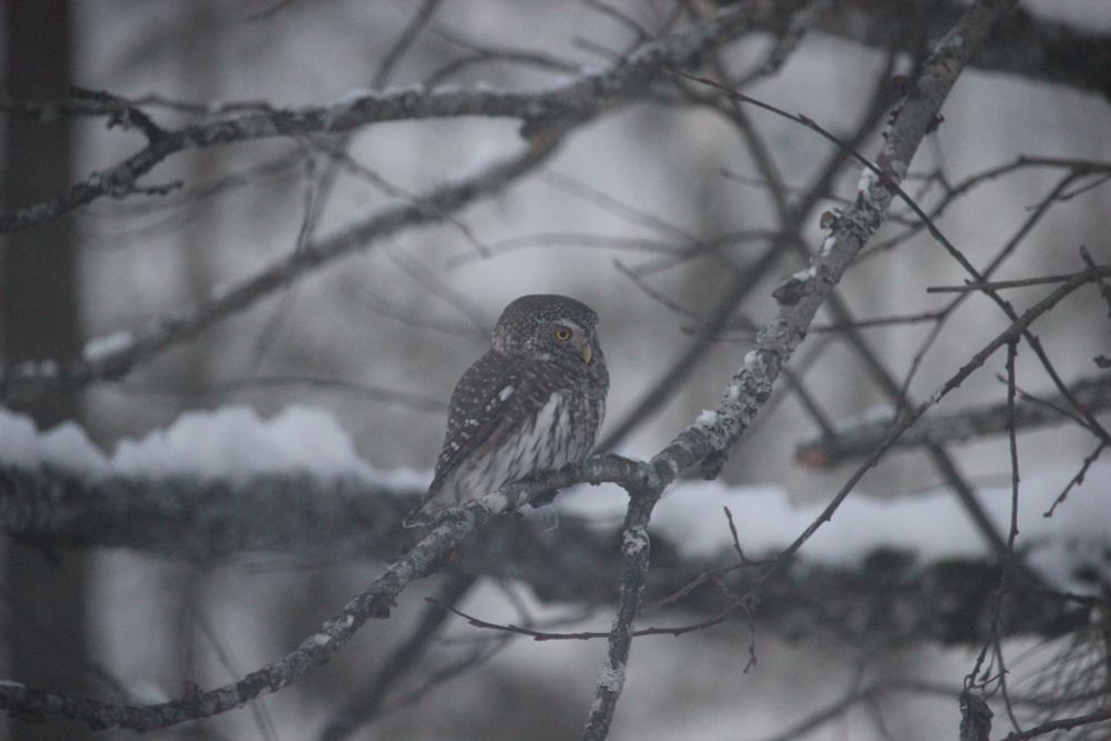 A Eurasian pygmy owl in a tree