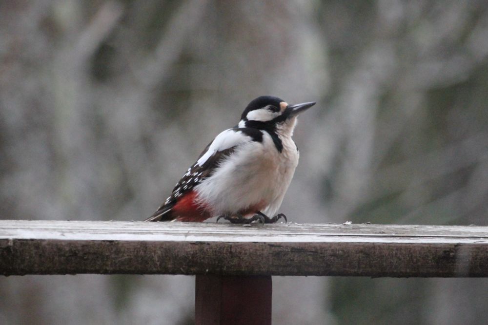 A woodpecker sitting on a balcony