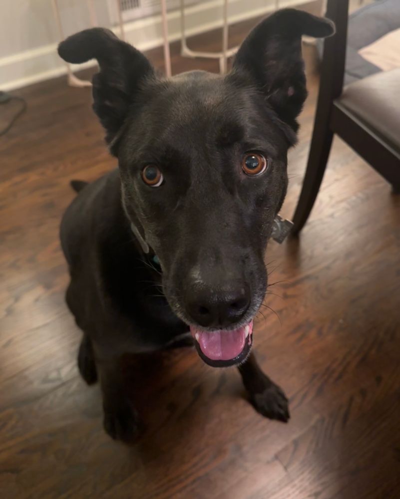 A large, dopey, black mutt, who has a big snoot, pointy triangle ears, and brown eyes. She is smiling about something, with her pink tongue hanging out. 