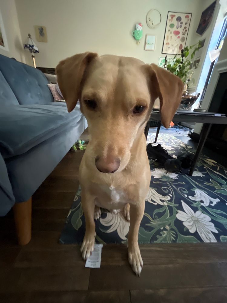 tan and white dog looking at the camera sitting and looking slightly disgruntled