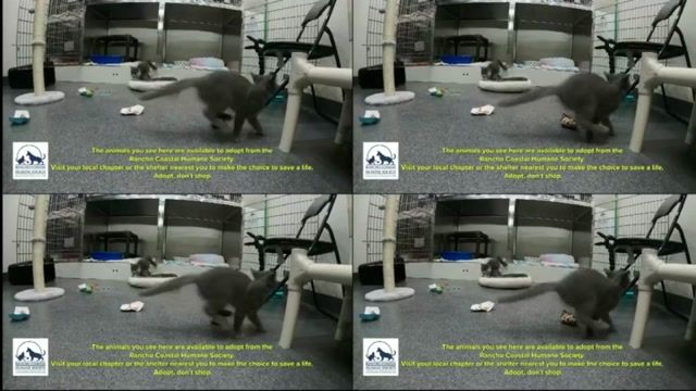 automated screenshot of Big Brother live feeds, appears feeds have returned
(images/1749830365.jpg: 0)