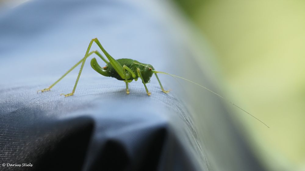 Female nymph Leptophyes punctatissima sitting on a black tarp. There is some green in the background.