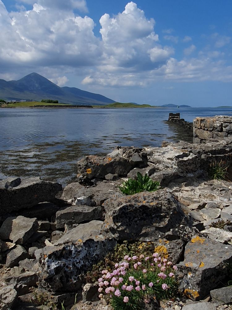 A view across Clew Bay to the distinctive cone-shaped mountain of Croagh Patrick, from The Point, a small peninsula extending from Westport Quay.
The pink flowers in the rocky foreground are sea thrift. There is a ruined structure jutting into the sea,  is the Old Bath Hotel Pier on Roman Island.