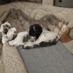An AI-generated image of a small, mostly black and white cat lying on its side on a patterned rug, its body mostly obscured by the rug's texture, looking like it's camouflaged.  The cat's head is visible, and it appears to be sleeping.