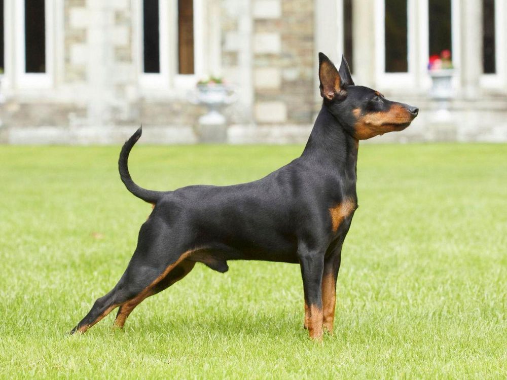 A black and tan Miniature Pinscher stands proudly on a lush green lawn in front of a stately stone building.  The dog is facing to the right of the frame, its body slightly angled, and its tail curved gracefully. The dog appears alert and well-groomed.