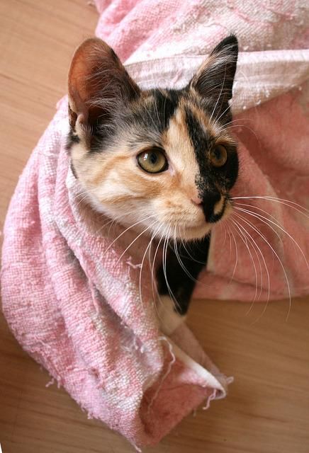 A calico cat with striking orange, black, and white fur is nestled inside a pink and white striped towel.  Its large, expressive green eyes are visible, and its long whiskers extend outward. The cat appears calm and content.