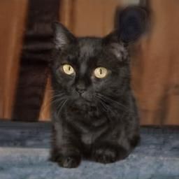 A charming AI-generated image of a small black cat with bright yellow eyes sitting on a dark blue surface. The cat appears fluffy and has short fur.  The background is blurred but shows a dark wooden surface.