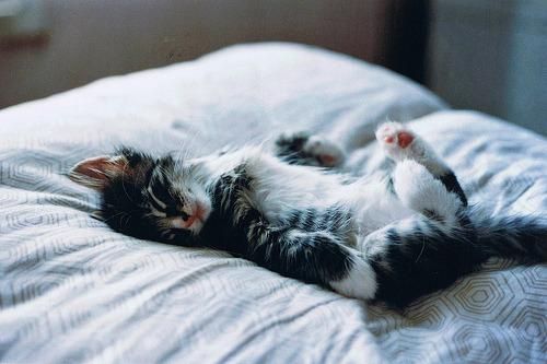 A black and white tuxedo kitten sleeps on its back on a light-grey patterned bed, paws in the air.