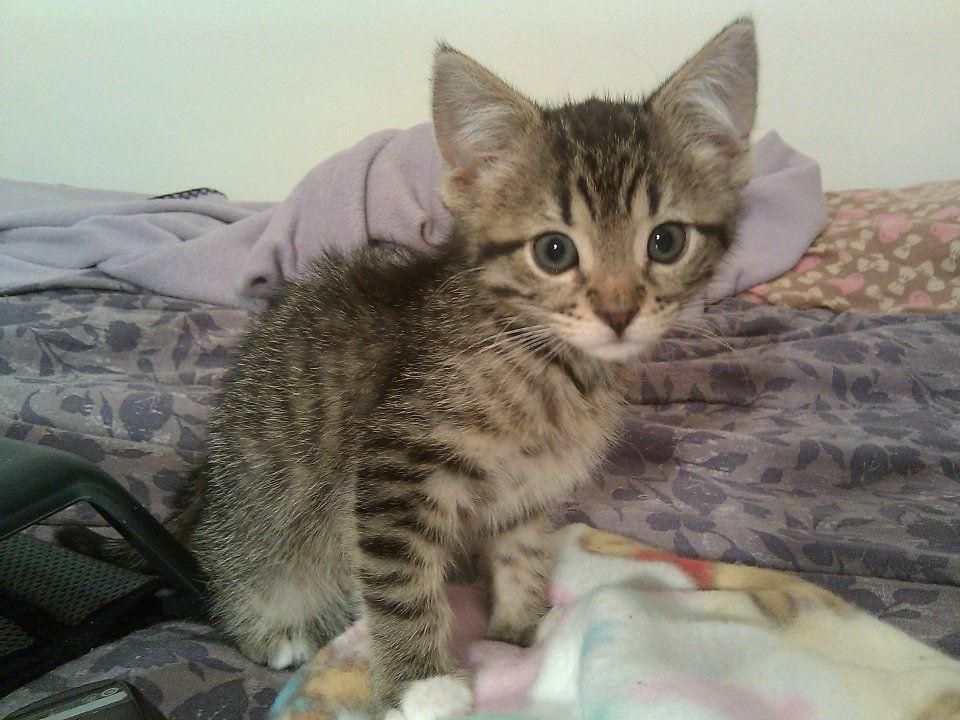 A close-up shot of an adorable tabby kitten sitting on a bed.  The kitten is grey and brown with big, expressive eyes. It is looking directly at the camera. The bedspread is a dark purple with a floral pattern, and there is a light-colored blanket under the kitten.  A portion of a black object, possibly a bag or case, is visible in the bottom left corner.