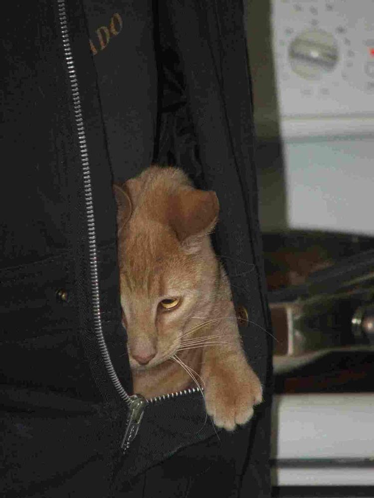 A light orange cat is partially hidden inside a dark-colored jacket, only its head and paws are visible. The cat appears calm and is looking down. The zipper of the jacket is visible in the center of the image. A kitchen appliance is blurred in the background.