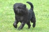 A small, black, fluffy dog with a slightly grumpy face trots across a lush green lawn.  Its fur is thick and somewhat unkempt, and its tail is curled up. The dog appears playful and energetic.
