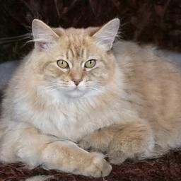 A digitally generated image of a large, fluffy, light cream-colored cat with striking yellow-green eyes. The cat is lying down, paws neatly tucked under its body, and staring directly at the viewer.  The background is dark and blurry.