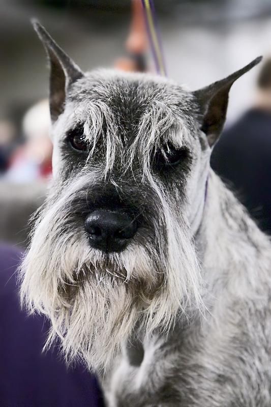 Close-up of a gray and white miniature schnauzer's face.  The dog has long, fluffy eyebrows and beard. Its expression is serious, almost grumpy. The background is blurred.