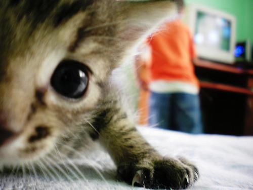 Close-up of a tabby kitten's face and paws as it crawls towards the camera. A blurry figure of a person in an orange shirt and blue jeans is visible in the background. The kitten's large eyes are in focus, and its fur appears soft. The background suggests an indoor setting, with a blurred-out computer monitor in the distance.