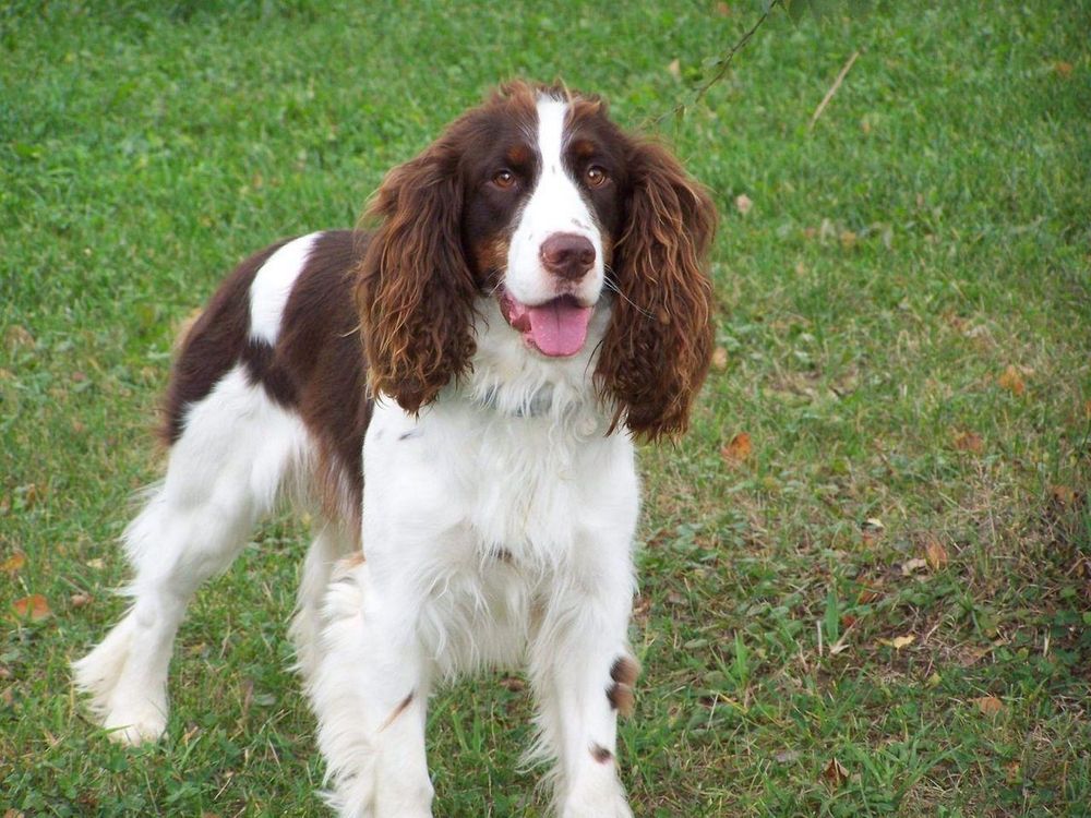 A liver and white Springer Spaniel stands in a grassy field, tongue slightly out, looking directly at the camera.  The dog has long, feathery ears and is alert and happy.