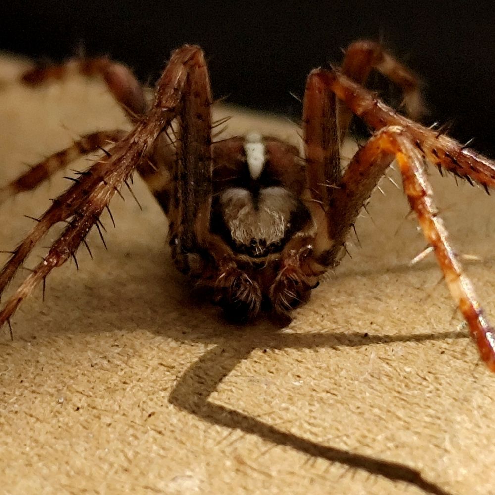 European Garden Spider head on. "Smile for the camera".