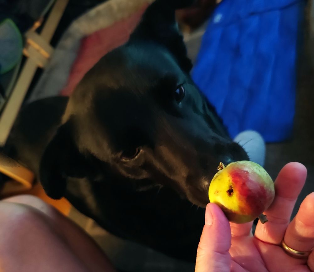 Stokey the dog bringing me another windfall apple... 