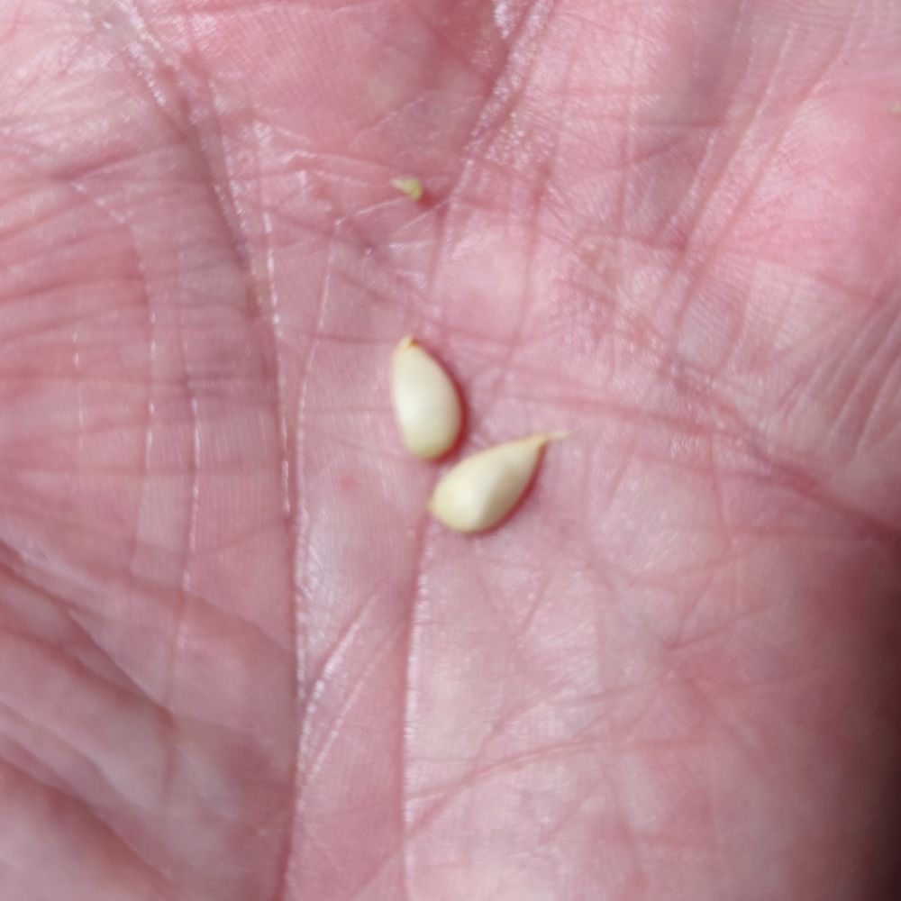 White apple pips.