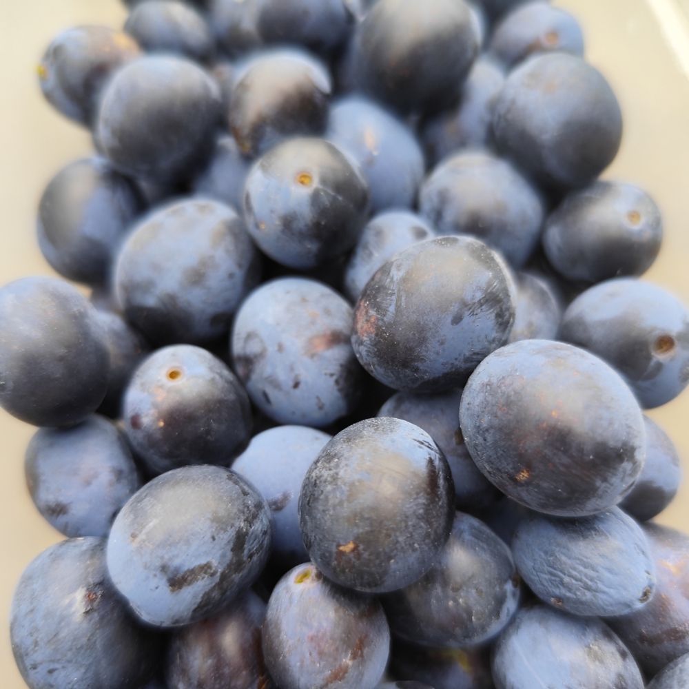 A tub of freshly picked Damsons. 